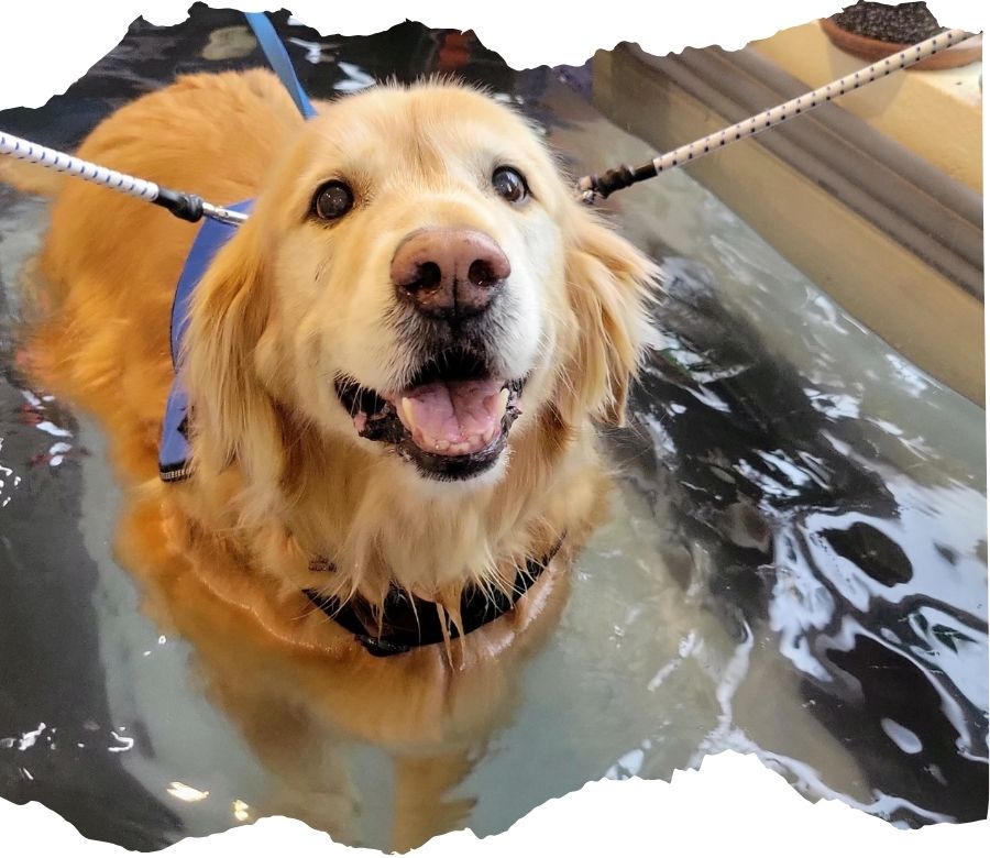 a dog in a pool of water
