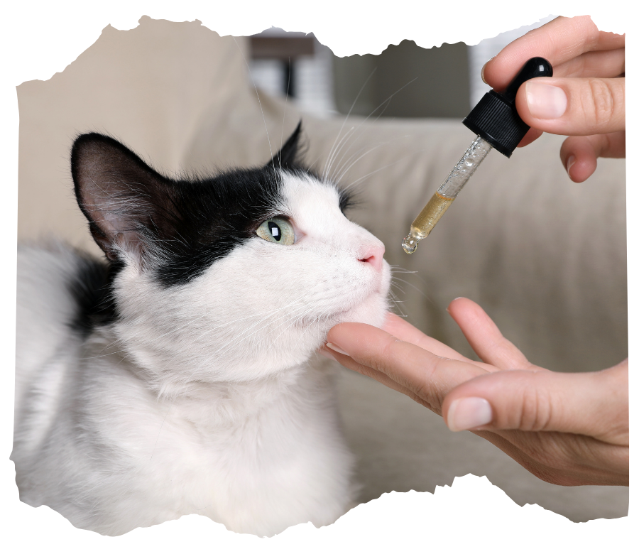 Woman giving tincture to cat at home