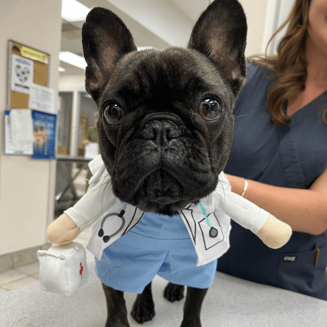 dog wearing vet uniform at the veterinary hospital