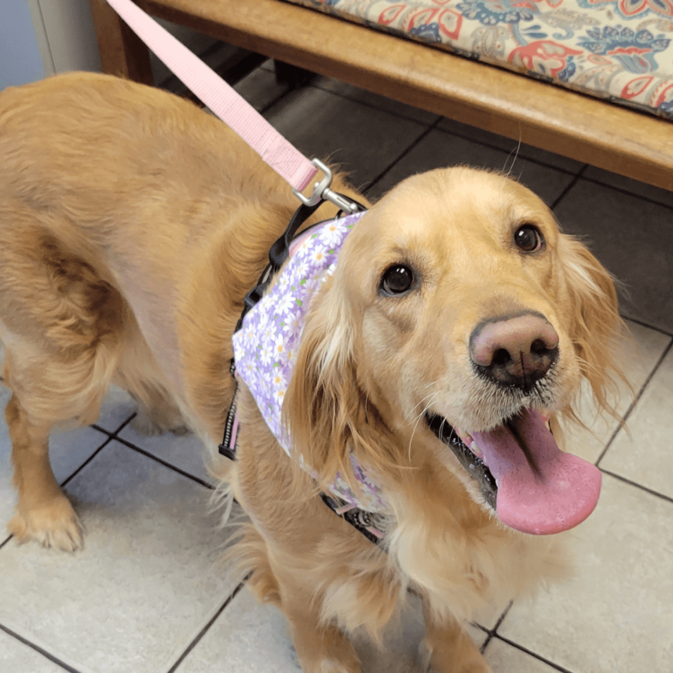 Best Veterinary Hospital In ManakinSabot, VA VRCC