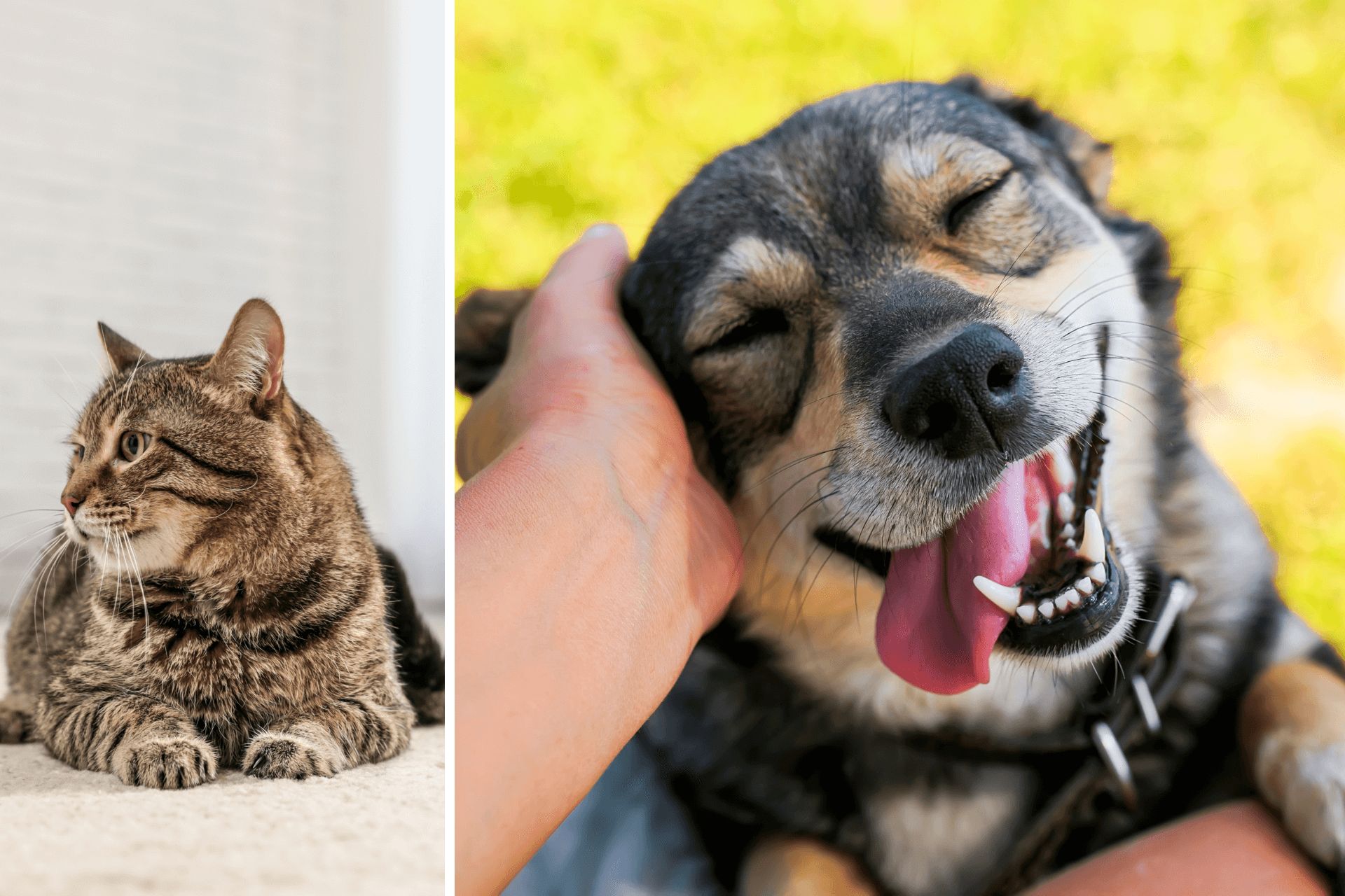 dog with face on knees near man, cat lying on living room floor