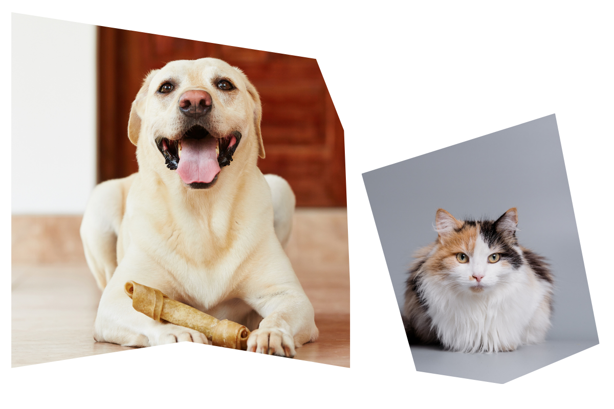 a dog and cat with a bone and a cat is sitting