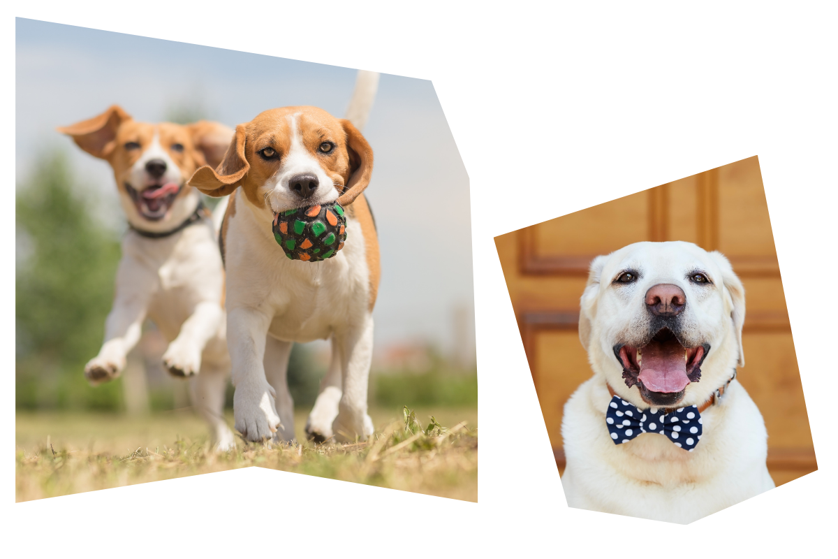 dogs with a ball in their mouth and a dog with bow tie