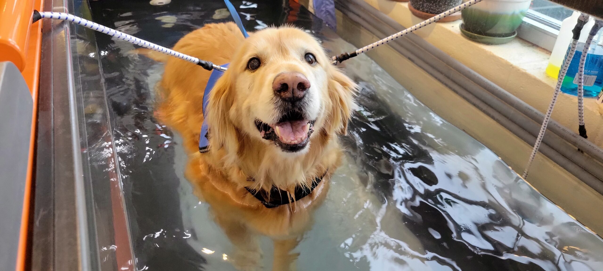 a dog in a pool of water