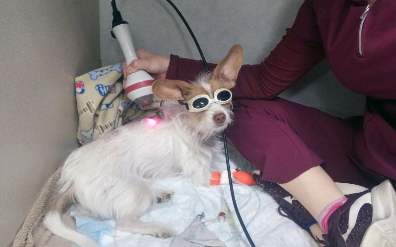 a dog wearing goggles and a person's leg