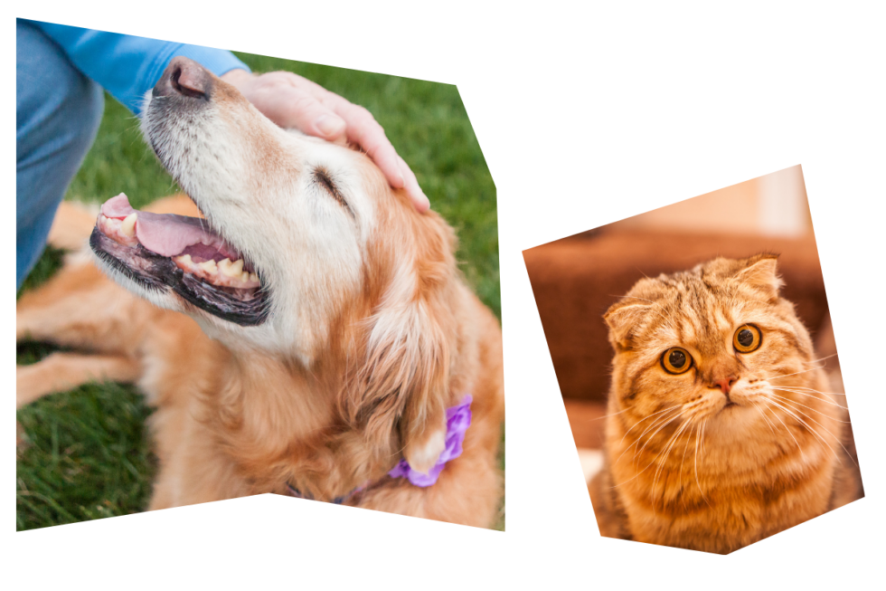 Best Veterinary Hospital In ManakinSabot, VA VRCC