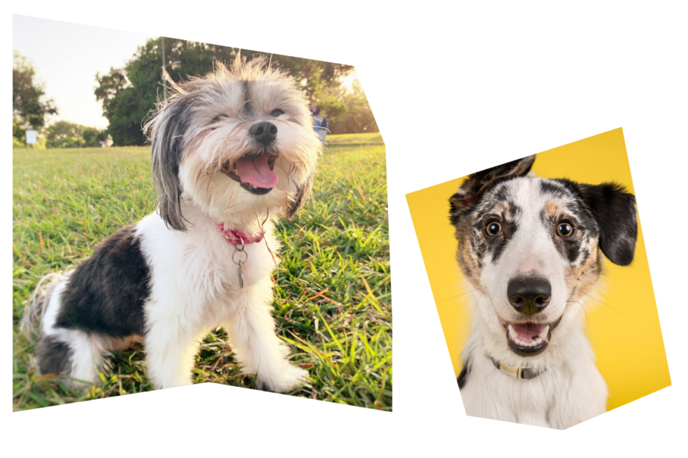 ManakinSabot, VA Veterinary Services Veterinary Referral