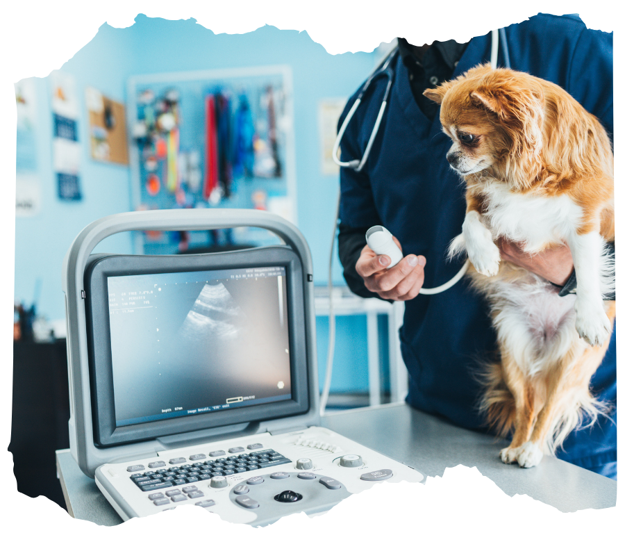vet taking ultrasound scan of a dog